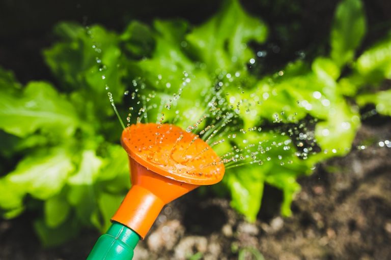 Hacer Una Regadera De Plantas C Mo Lo Puedo Hacer