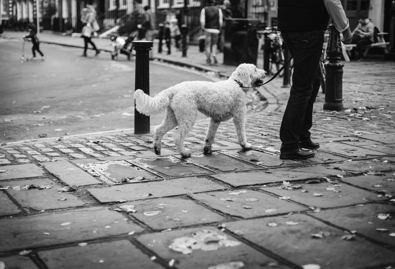 C Mo Pasear A Mi Perro Sin Que Tire De La Correa