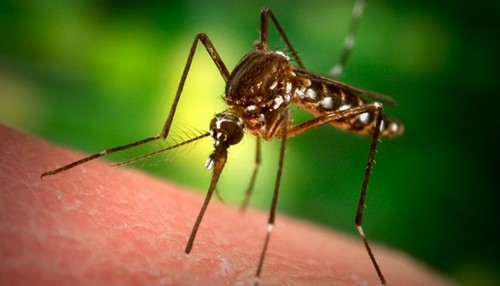 evitar que te piquen los mosquitos