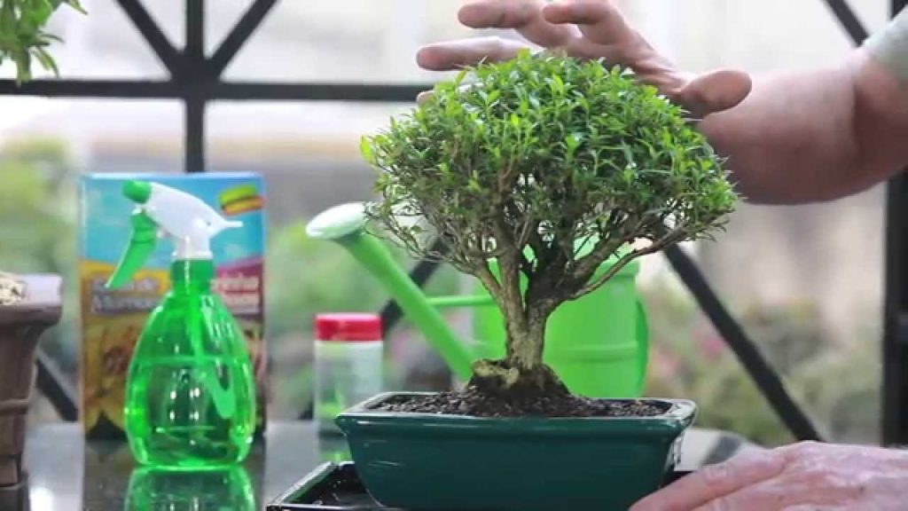 Cómo cuidar un bonsái