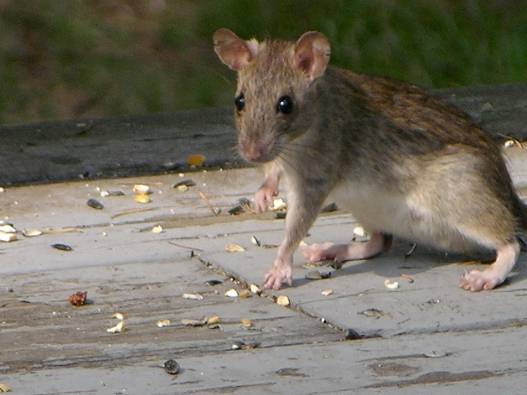 raton-2