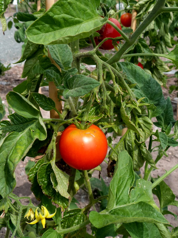 Cómo cultivar buenos tomates