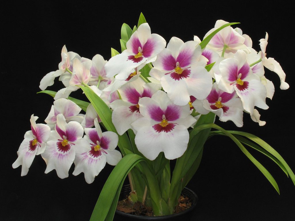 Cómo hacer que las orquídeas florezcan