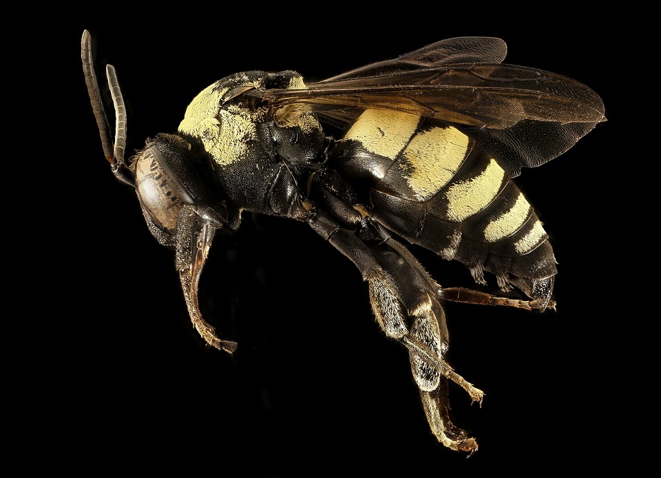 Cómo tratar una picadura de abeja