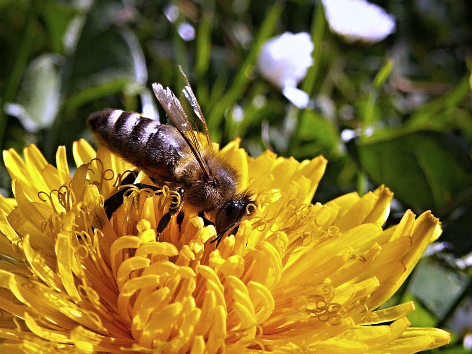 Cómo tratar una picadura de abeja