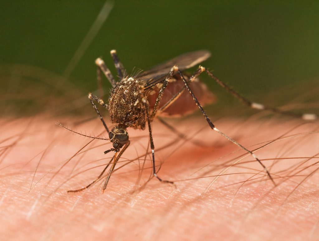 Cómo controlar los mosquitos en casa 