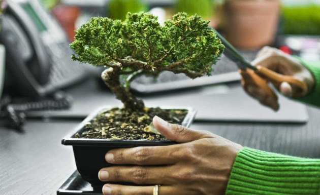 Cómo cuidar tu bonsái