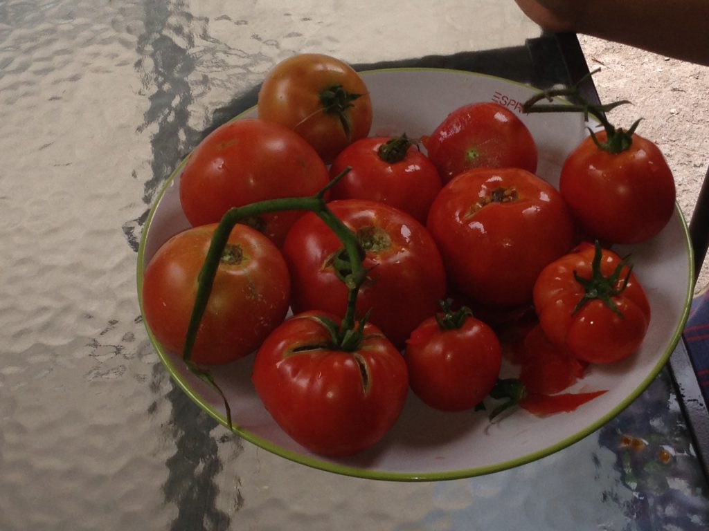 Cómo hacer ensalada de tomate