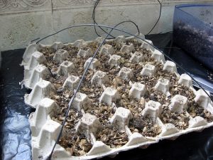 Cómo Hacer Un Germinador Casero - ¿Cómo Lo Puedo Hacer?