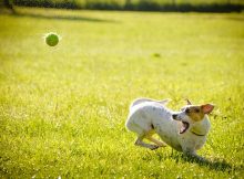 Cómo entrenar a tu perro