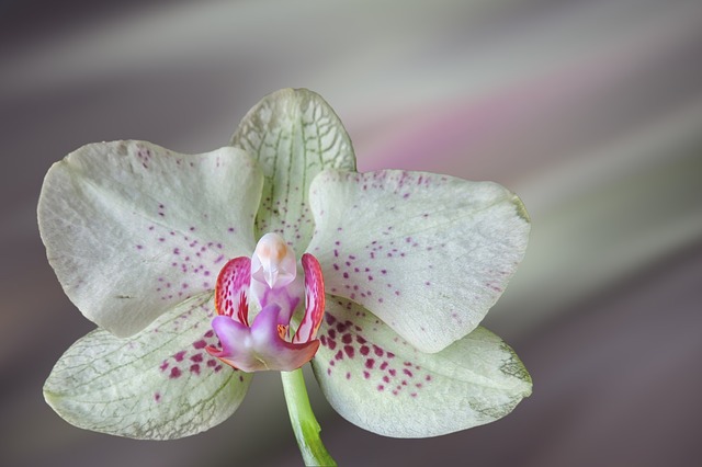 Cómo y cuándo repotear una orquídea