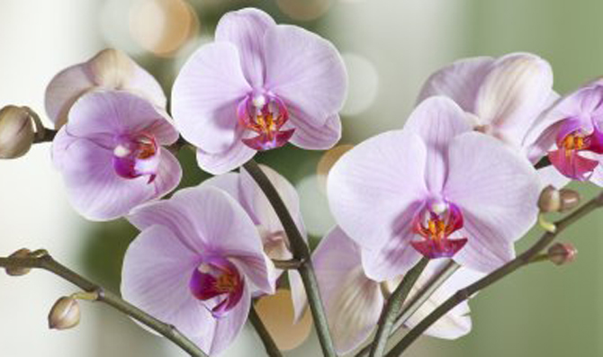Orquídea-Phalaenopsis
