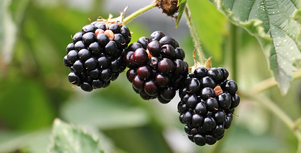 blackberries-1539540_960_720