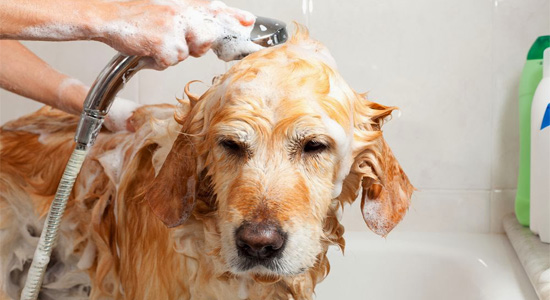 ¿Cómo bañar a mi perro?