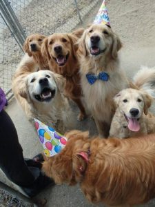 Cómo prepararle una fiesta de cumpleaños a tu perro