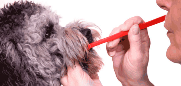 ¿Cómo hacer pasta de dientes para perros?