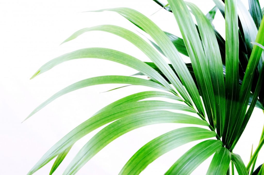 palm-leaves-1368347955hyW