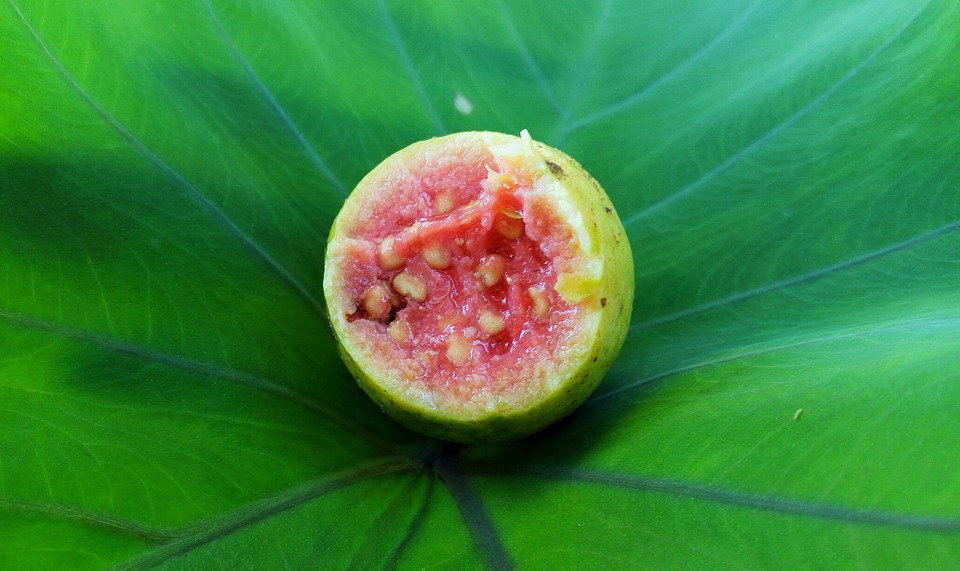 red-guava-1691430_960_720