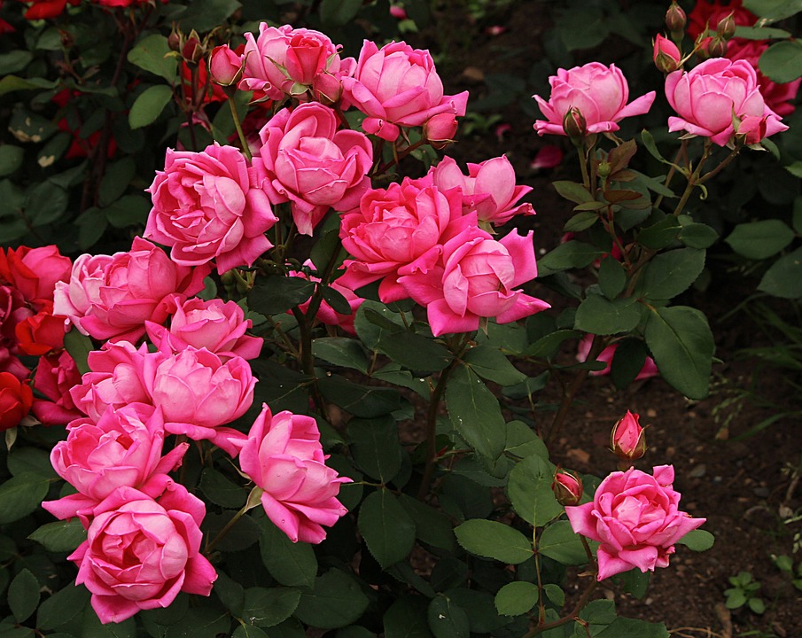 rosebush-170240_960_720