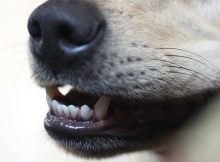 Cómo hacer pasta dental para perros