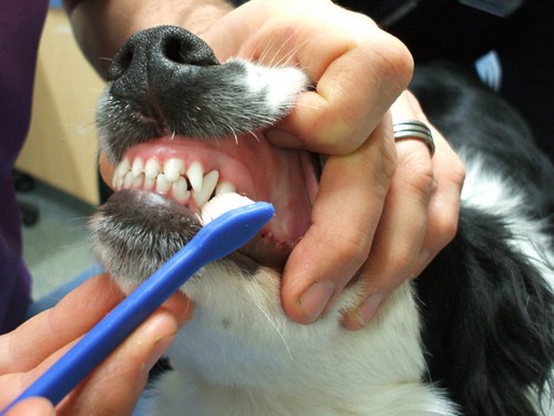 Cómo hacer pasta dental para perros