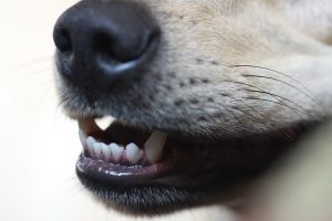Cómo hacer pasta dental para perros