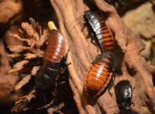 Cómo preparar un repelente de insectos