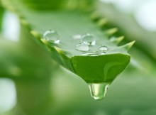 Cómo hacer una crema hidratante de sábila o aloe vera