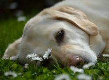 Cómo evitar que los perros muerdan las plantas
