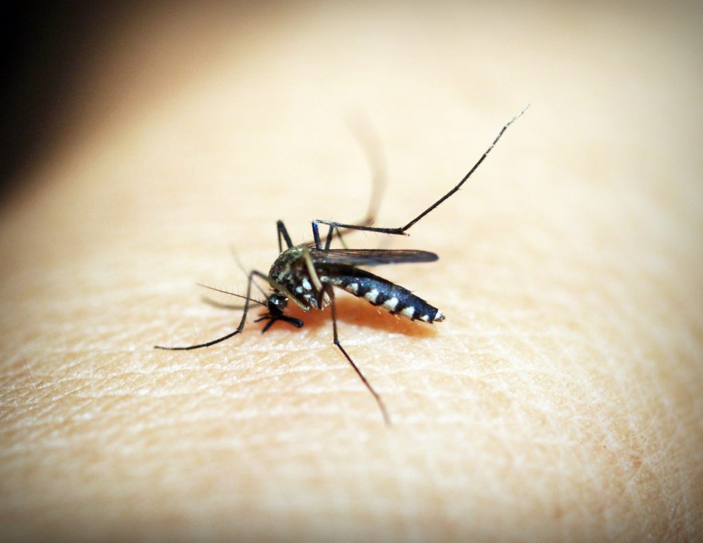 ¿Cómo evitar los mosquitos o zancudos en casa?