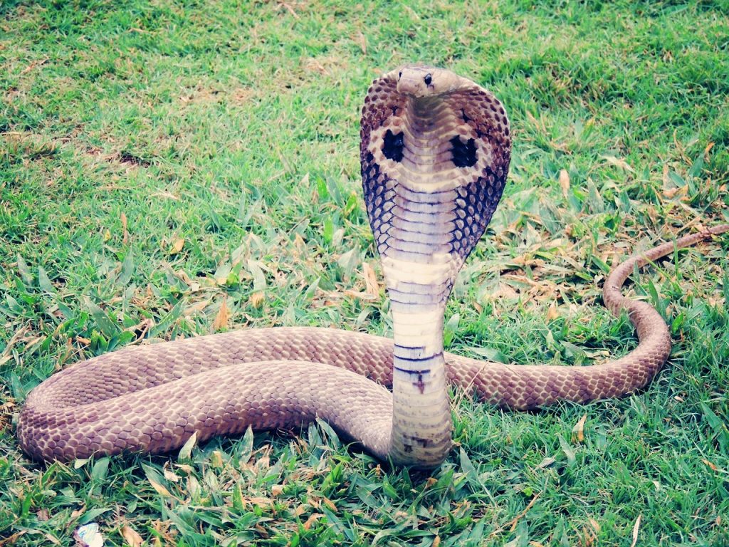Cómo saber si una serpiente es venenosa