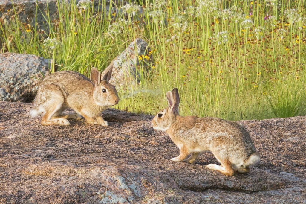 Cómo diferenciar a un conejo de una liebre