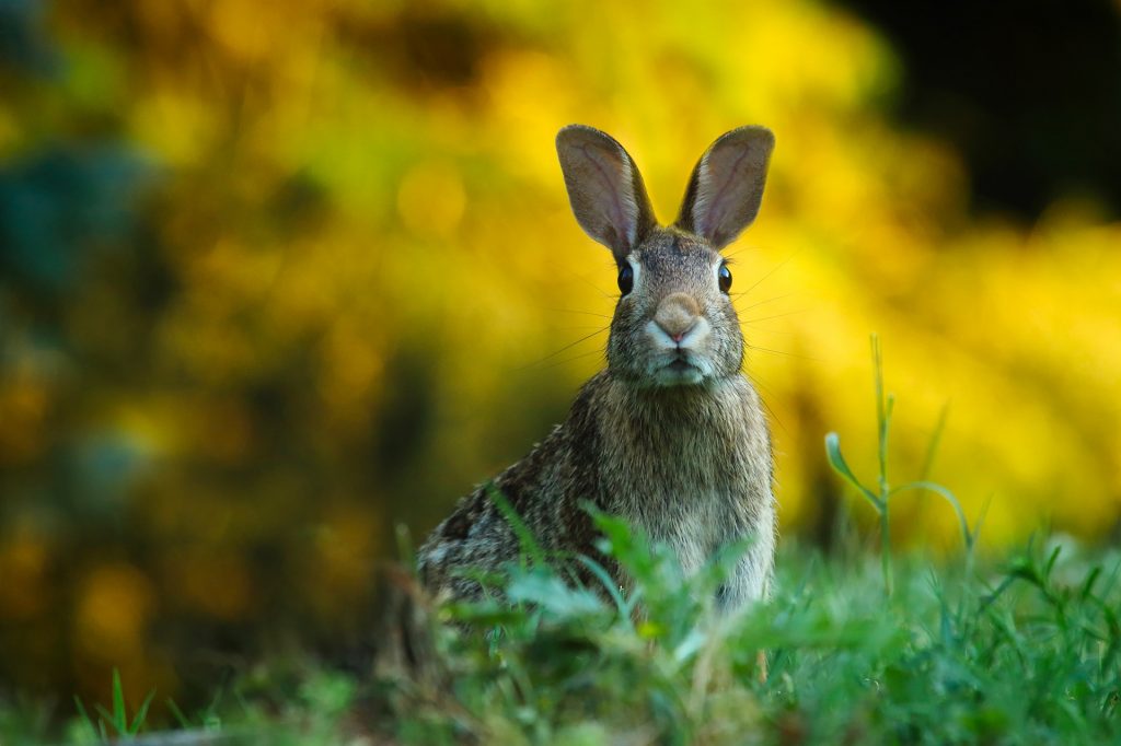 Cómo diferenciar a un conejo de una liebre