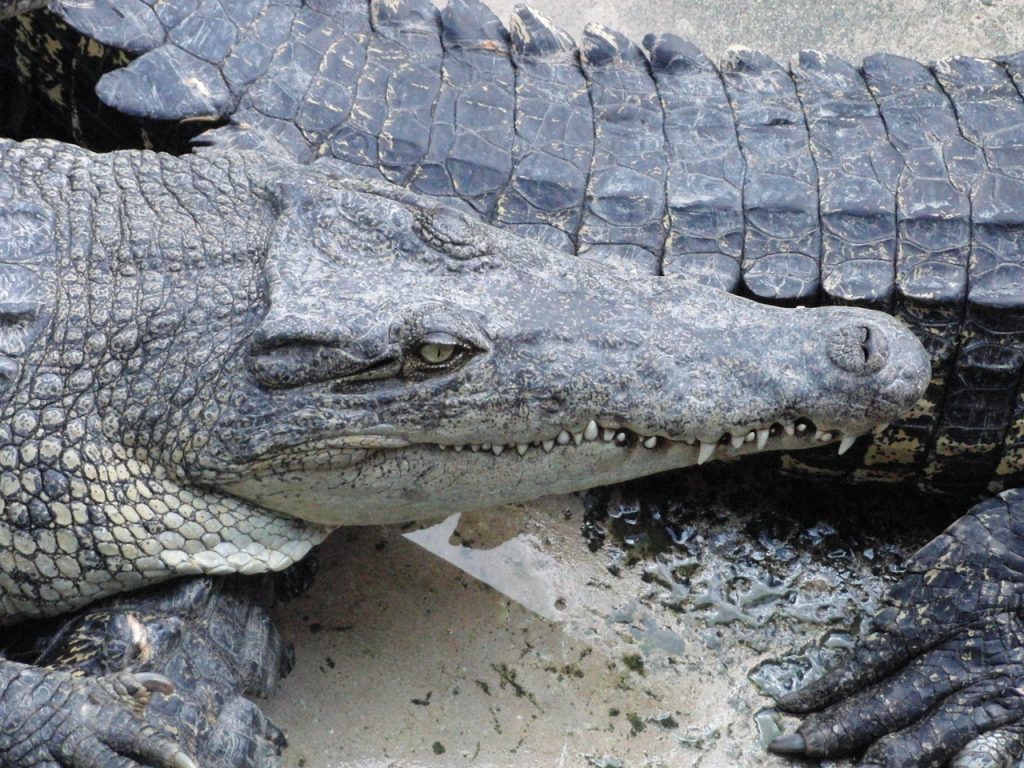 Cómo diferenciar a un caimán de un cocodrilo