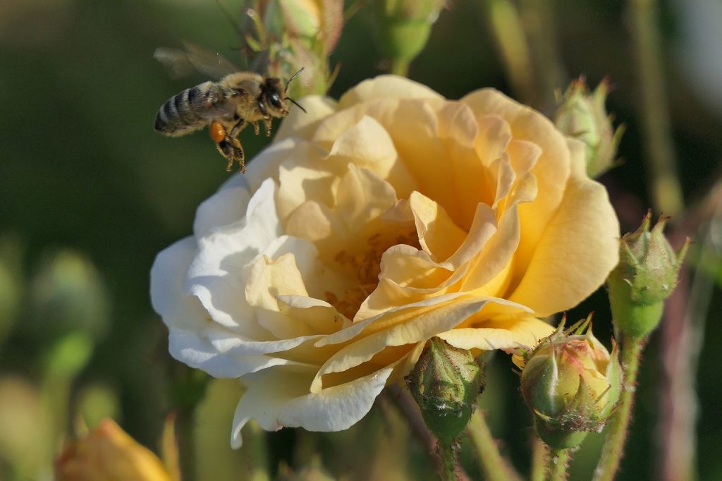 Cómo diferenciar entre una abeja y una avispa