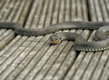 Cómo saber si una serpiente es venenosa