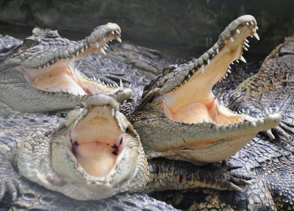 Cómo diferenciar a un caimán de un cocodrilo
