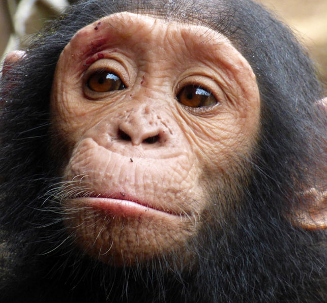 Cómo distinguir a un chimpancé de un bonobo