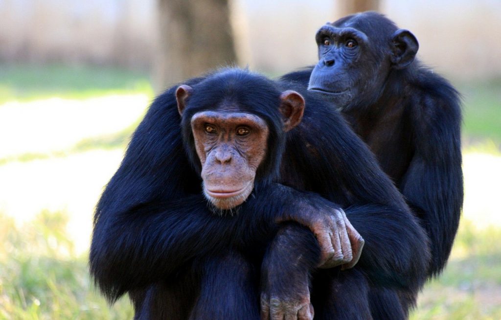 Cómo distinguir a un chimpancé de un bonobo