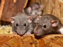 Cómo saber las diferencias entre un ratón y una rata