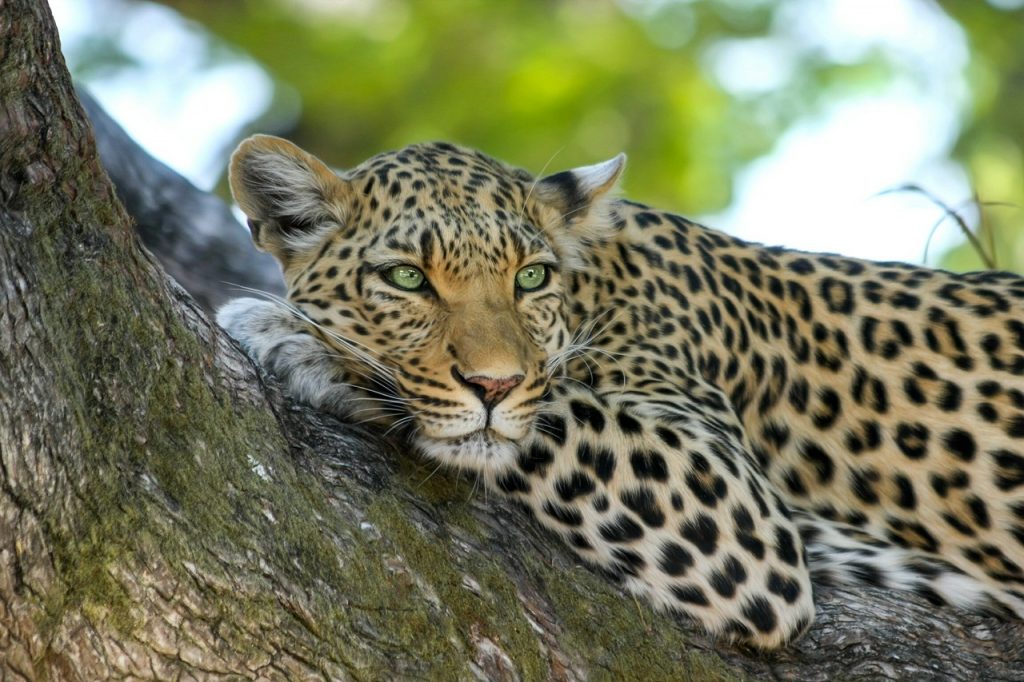 Cómo diferenciar a un leopardo de un guepardo