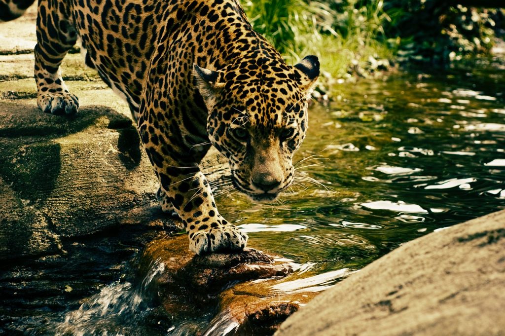Cómo diferenciar a un leopardo de un guepardo
