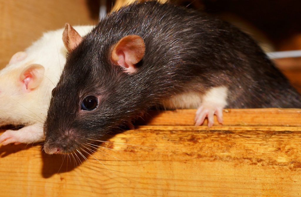 Cómo saber las diferencias entre un ratón y una rata