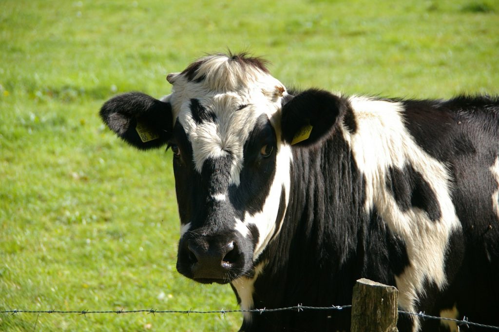 ¿Cómo ordeñar una vaca?