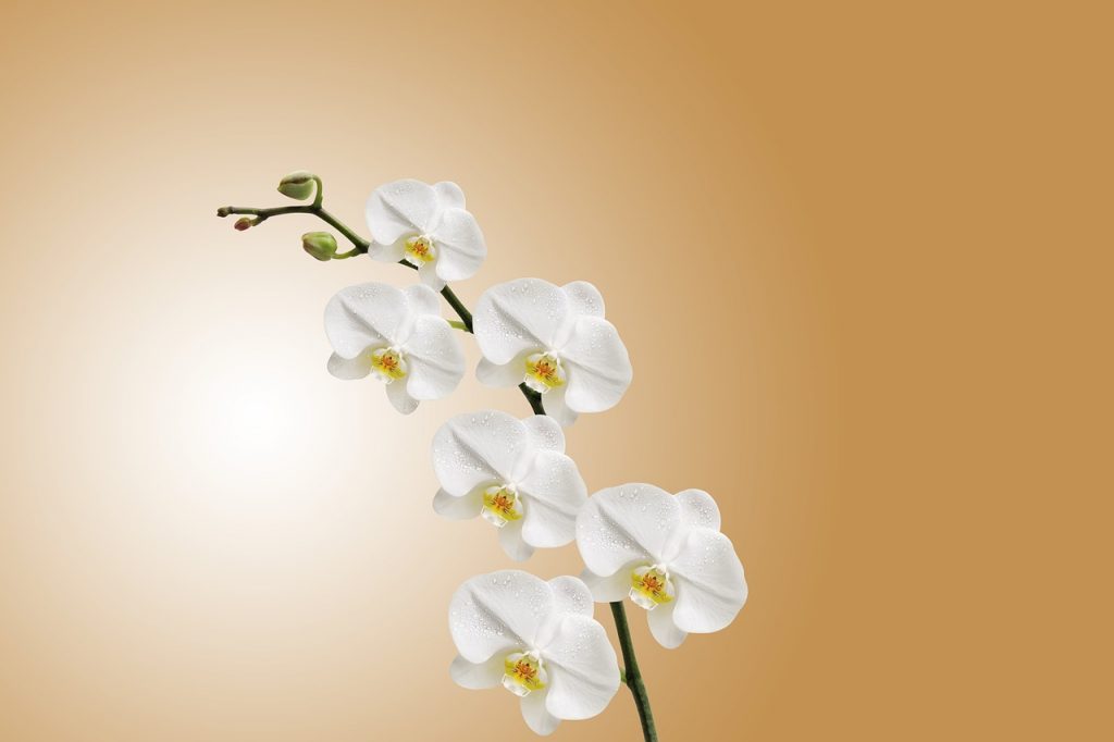 ¿Cómo cultivar orquídeas?