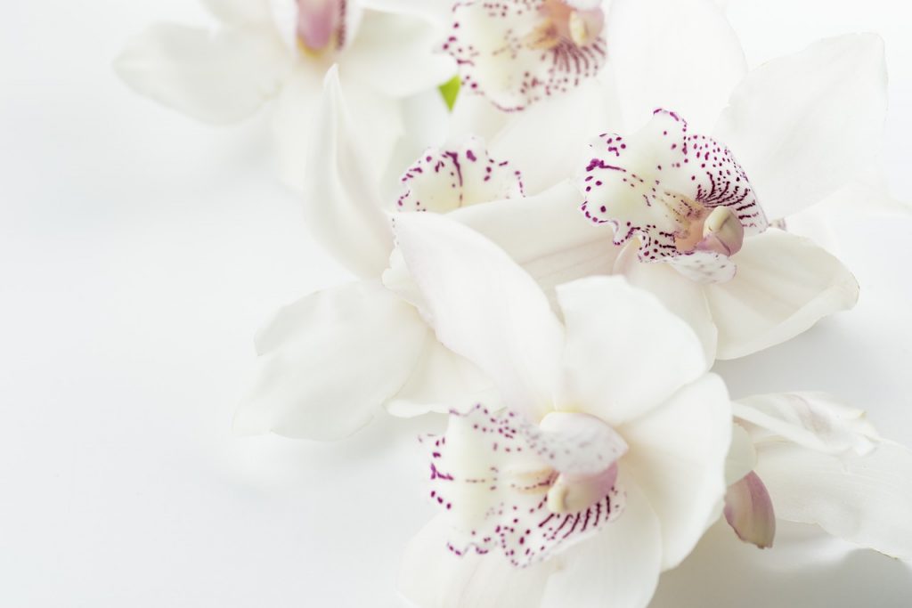 ¿Cómo cultivar orquídeas?